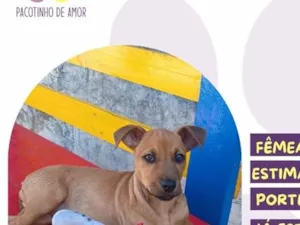 Cachorro raça SRD-ViraLata idade 2 a 6 meses nome Oceane