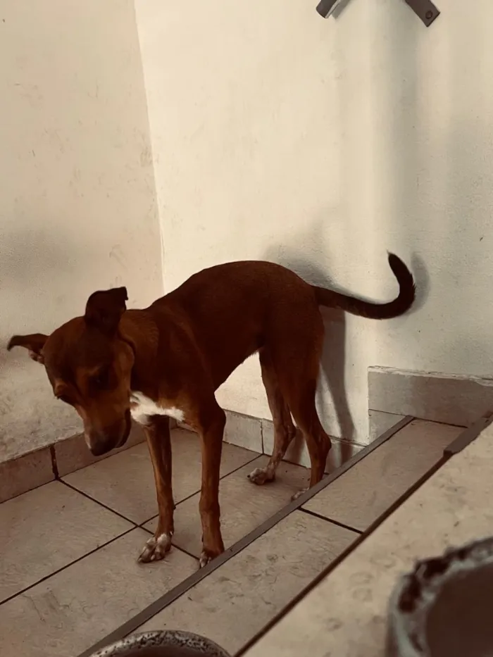 Cachorro raça SRD-ViraLata idade 1 ano nome Elsa 