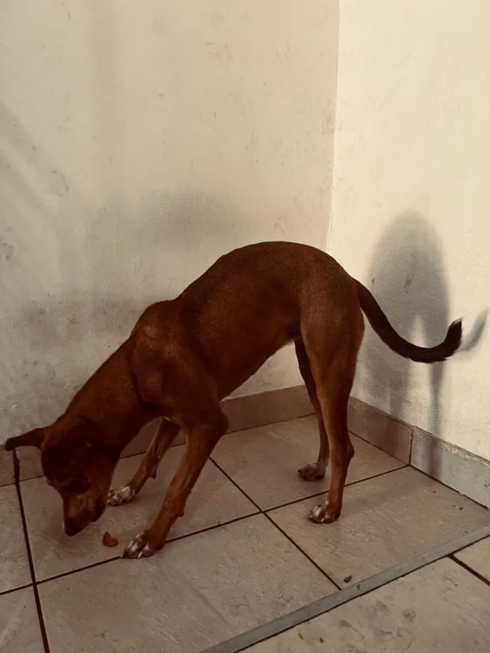 Cachorro raça SRD-ViraLata idade 1 ano nome Elsa 