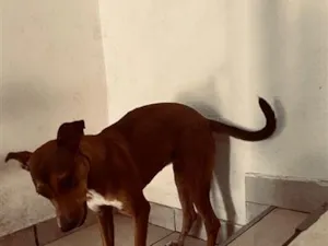 Cachorro raça SRD-ViraLata idade 1 ano nome Elsa 