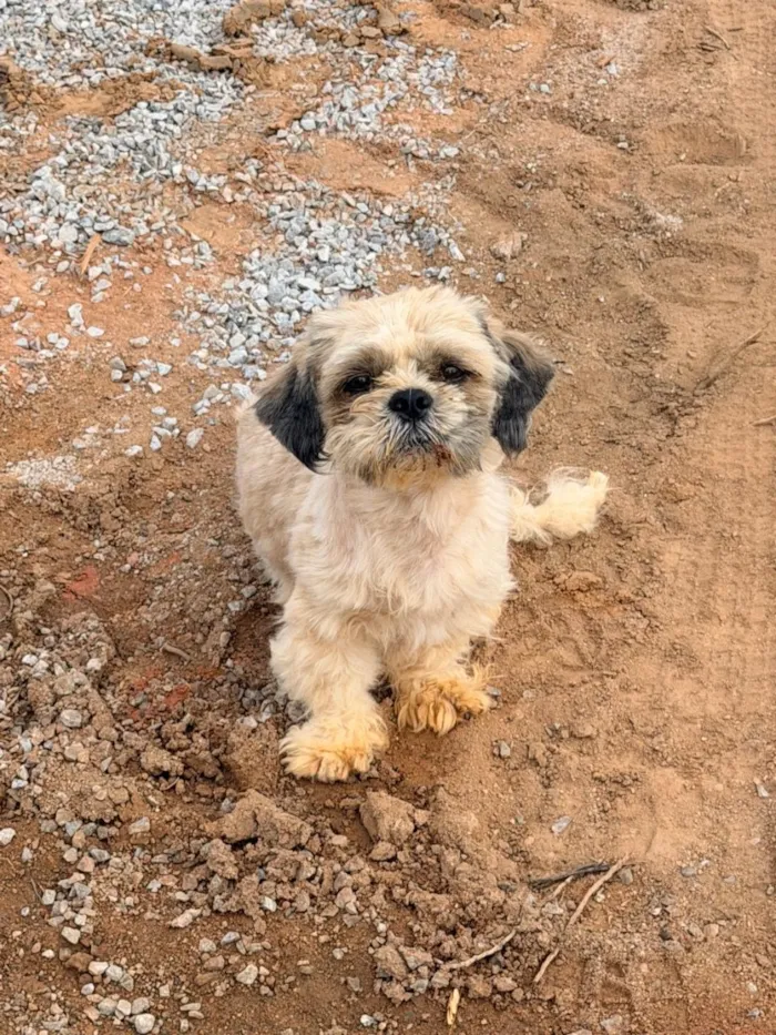 Cachorro raça Shitzu idade 1 ano nome Não sei 