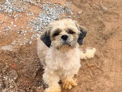 Cachorro raça Shitzu idade 1 ano nome Não sei 