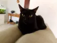 Lua 