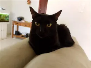 Gato raça SRD-ViraLata idade 1 ano nome Lua 