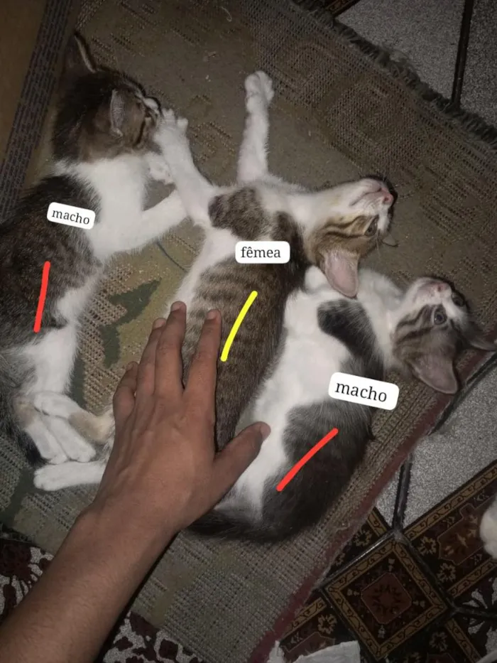 Gato raça  idade Abaixo de 2 meses nome Ainda não tem nomes