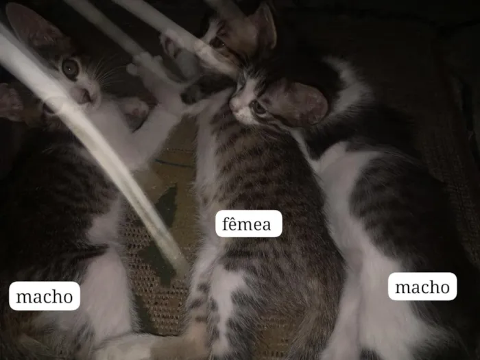 Gato raça  idade Abaixo de 2 meses nome Ainda não tem nomes