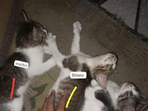 Gato raça  idade Abaixo de 2 meses nome Ainda não tem nomes