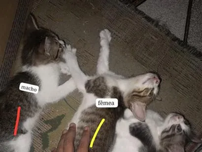 Gato raça  idade Abaixo de 2 meses nome Ainda não tem nomes