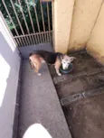 Moli