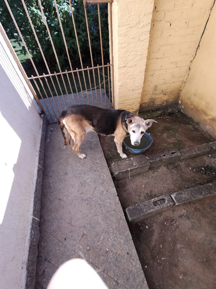 Cachorro raça SRD-ViraLata idade 6 ou mais anos nome Moli