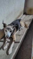 Moli