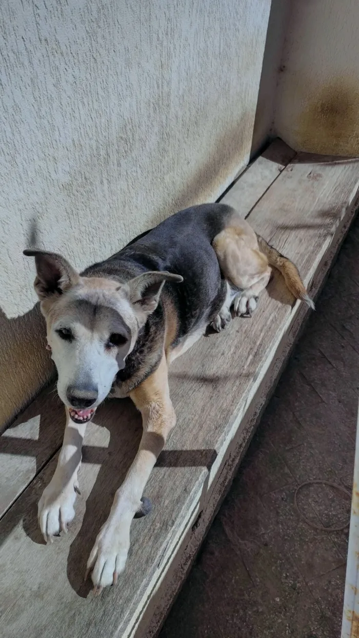 Cachorro raça SRD-ViraLata idade 6 ou mais anos nome Moli