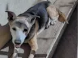 Moli