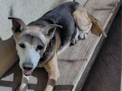 Cachorro raça SRD-ViraLata idade 6 ou mais anos nome Moli