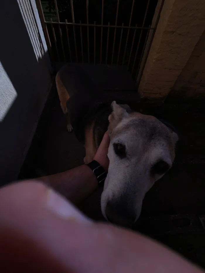 Cachorro raça SRD-ViraLata idade 6 ou mais anos nome Moli