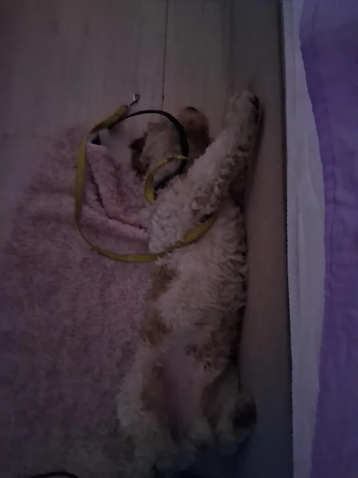 Cachorro raça SRD-ViraLata idade 1 ano nome Duque