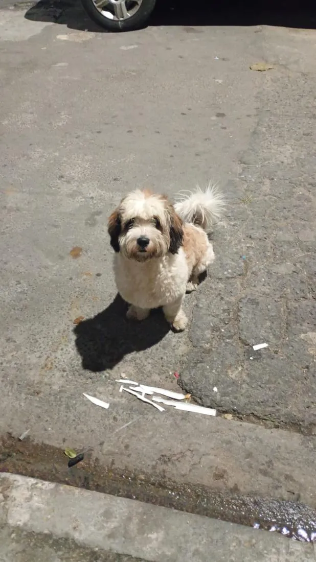 Cachorro raça SRD-ViraLata idade 1 ano nome Duque