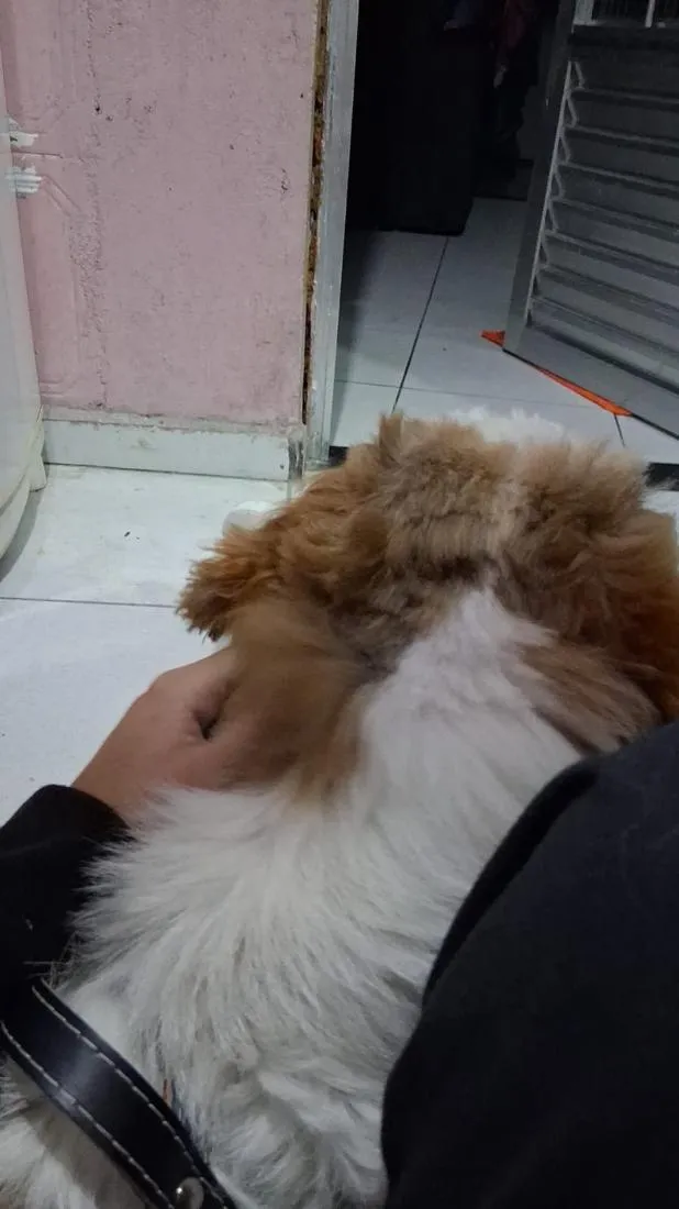 Cachorro raça SRD-ViraLata idade 1 ano nome Duque