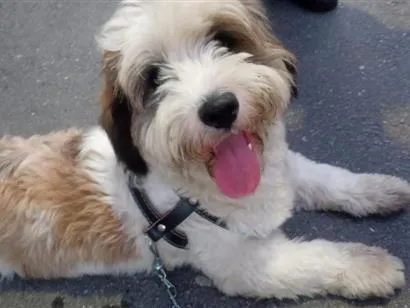 Cachorro raça SRD-ViraLata idade 1 ano nome Duque