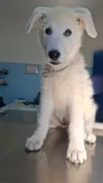 Lupi