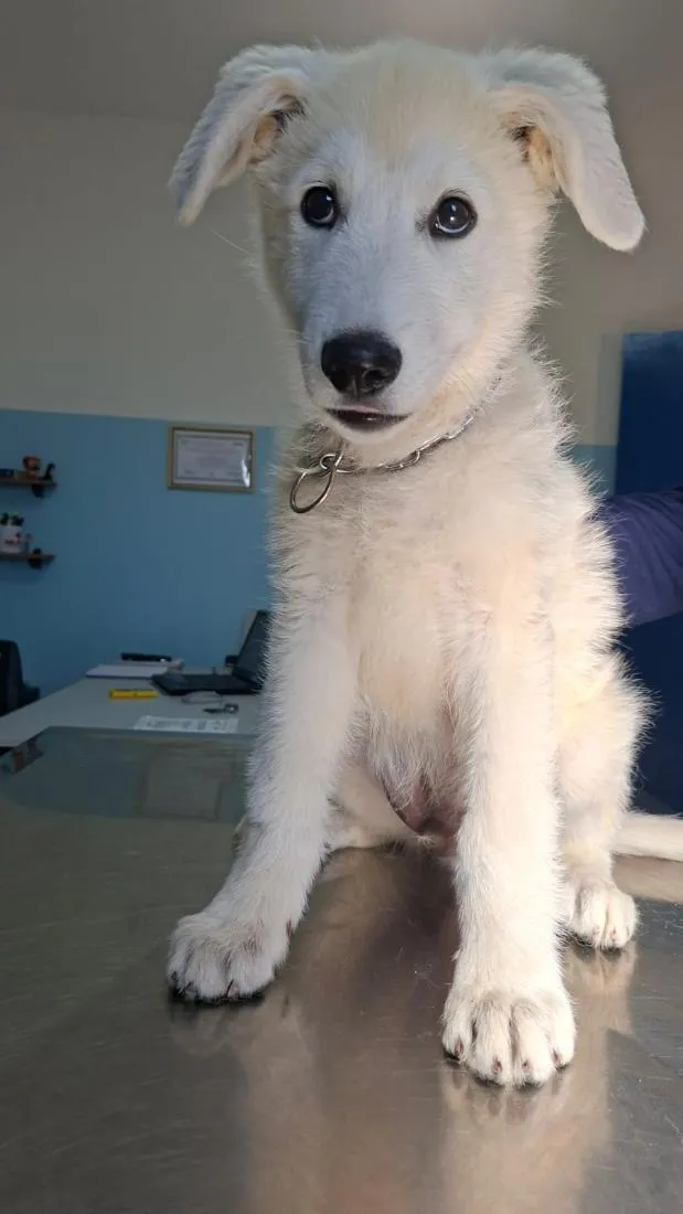 Cachorro raça Pastor Alemão idade 2 a 6 meses nome Lupi