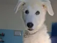 Lupi