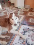 Apollo 