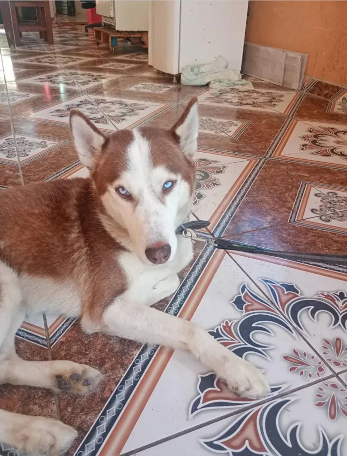 Cachorro raça SRD-ViraLata idade 2 anos nome Apollo 