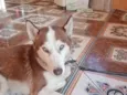 Apollo 