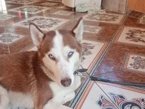 Cachorro raça SRD-ViraLata idade 2 anos nome Apollo 