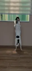 Branquinha
