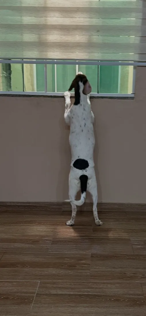 Cachorro raça SRD-ViraLata idade 2 a 6 meses nome Branquinha