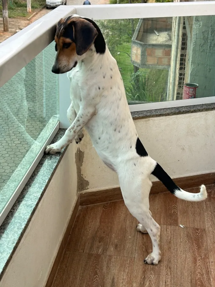 Cachorro raça SRD-ViraLata idade 2 a 6 meses nome Branquinha