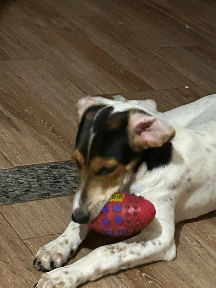 Cachorro raça SRD-ViraLata idade 2 a 6 meses nome Branquinha