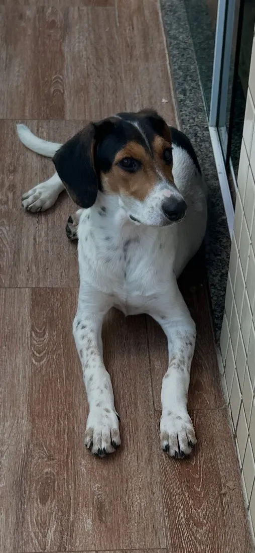Cachorro raça SRD-ViraLata idade 2 a 6 meses nome Branquinha
