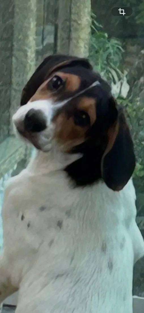Cachorro raça SRD-ViraLata idade 2 a 6 meses nome Branquinha