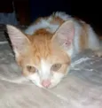 A Pequena Safira (Filhote de 6 mês)