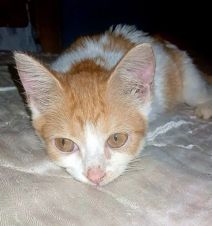Gato raça SRD-ViraLata idade 2 a 6 meses nome A Pequena Safira (Filhote de 6 mês)