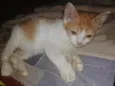 A Pequena Safira (Filhote de 6 mês)