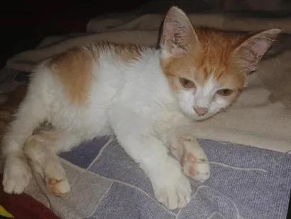 Gato raça SRD-ViraLata idade 2 a 6 meses nome A Pequena Safira (Filhote de 6 mês)