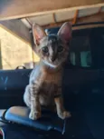 Safira