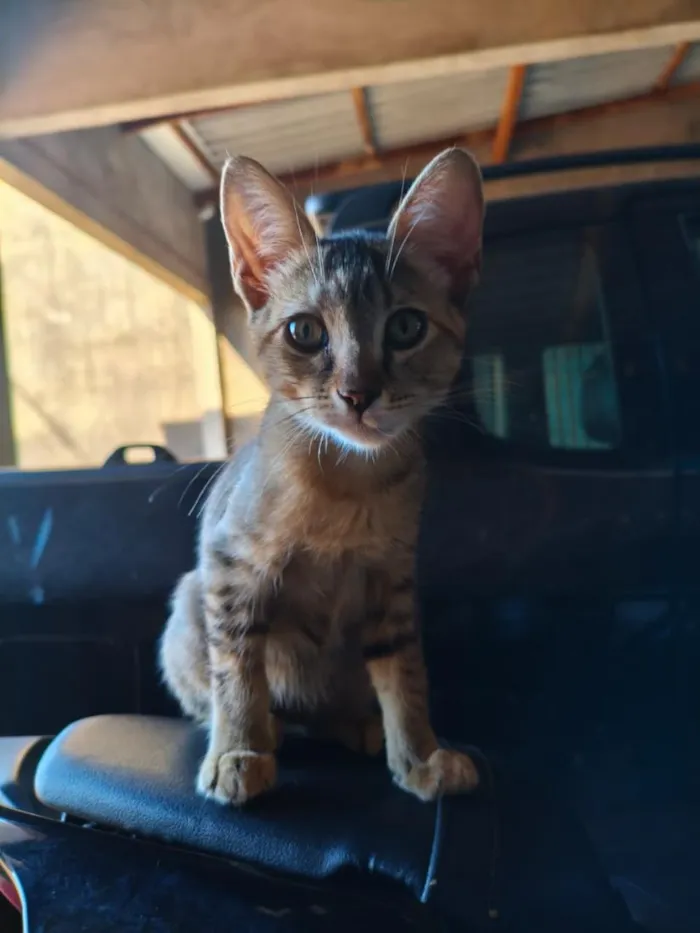 Gato raça SRD-ViraLata idade 2 a 6 meses nome Safira