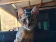Safira