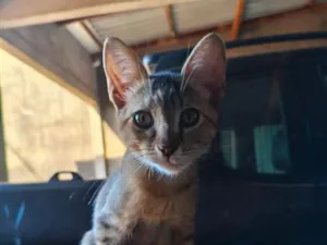 Gato raça SRD-ViraLata idade 2 a 6 meses nome Safira