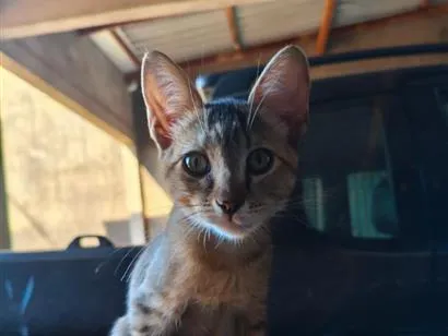 Gato raça SRD-ViraLata idade 2 a 6 meses nome Safira