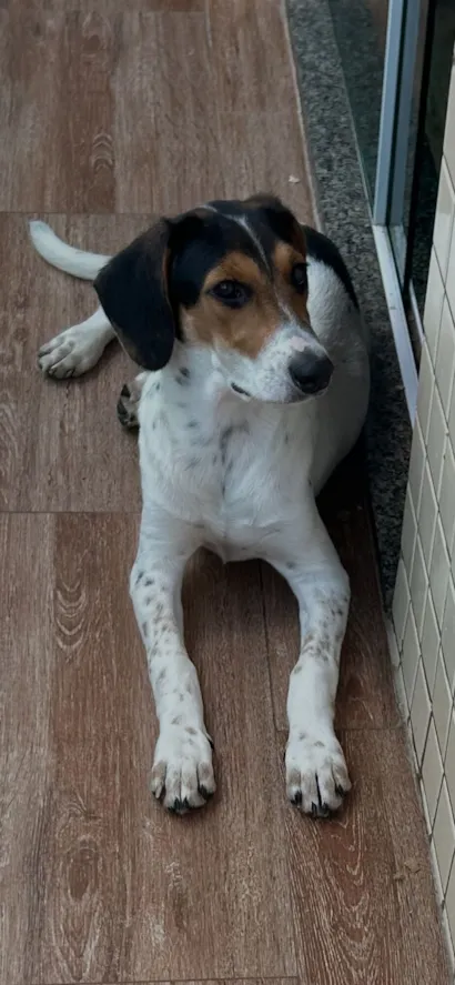 Cachorro raça SRD-ViraLata idade 2 a 6 meses nome Branquinha