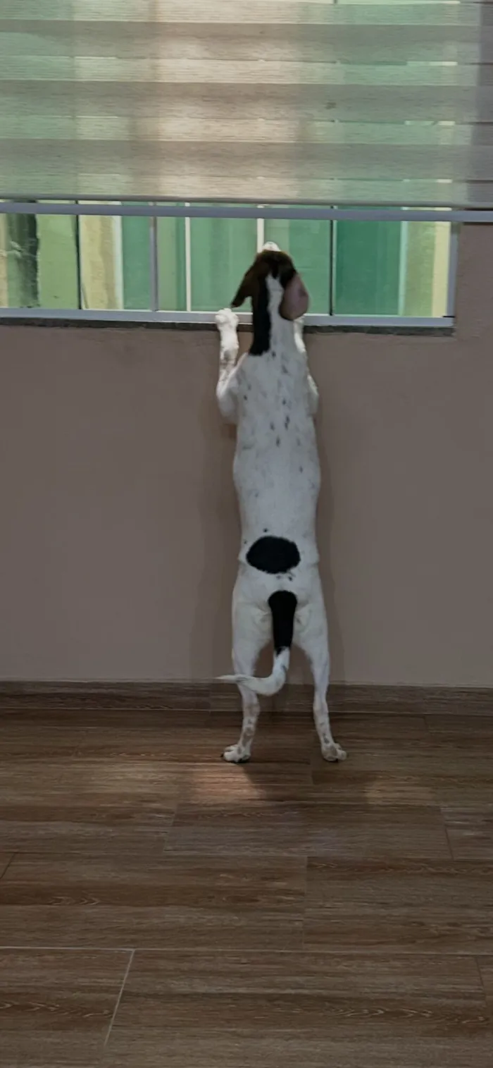 Cachorro raça SRD-ViraLata idade 2 a 6 meses nome Branquinha