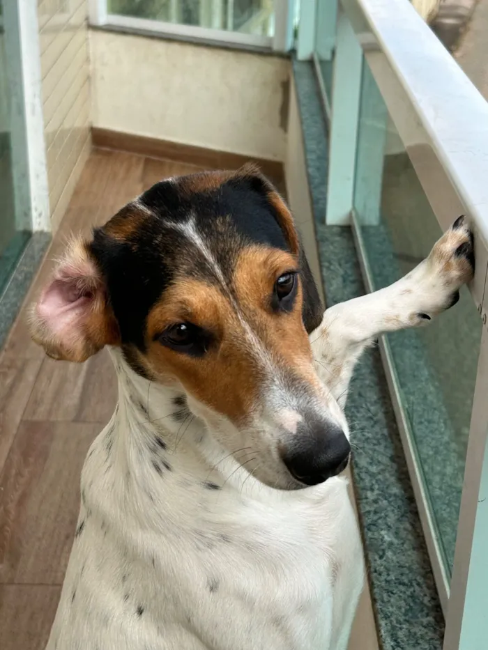 Cachorro raça SRD-ViraLata idade 2 a 6 meses nome Branquinha