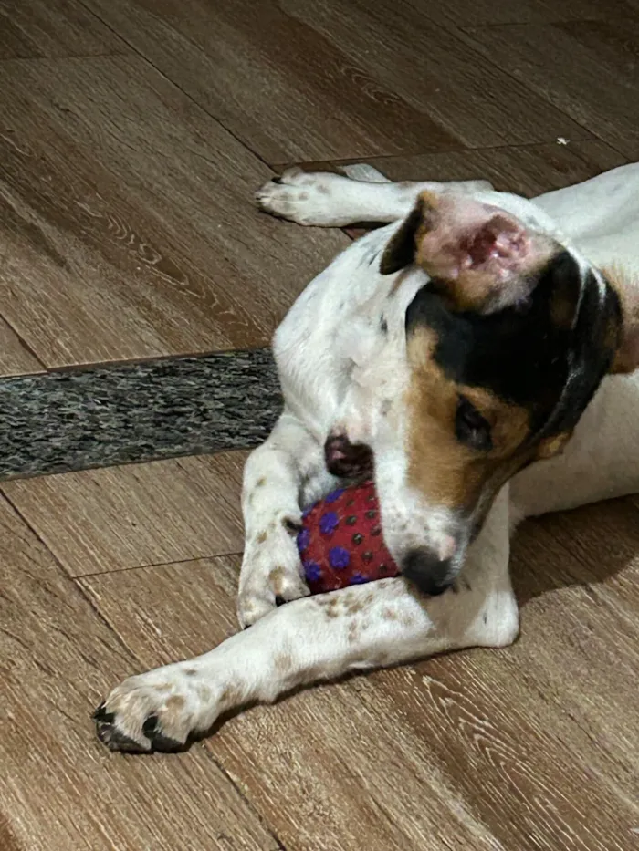 Cachorro raça SRD-ViraLata idade 2 a 6 meses nome Branquinha