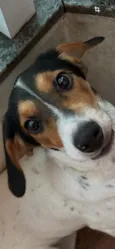 Branquinha
